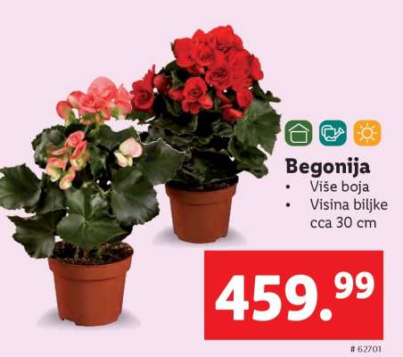 Begonija