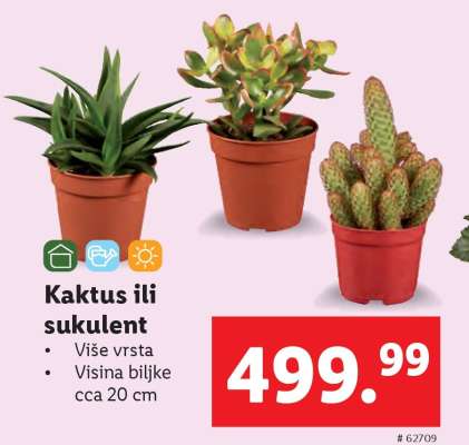 Kaktus ili sukulent