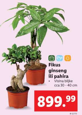 Fikus Ginseng ili Pahira