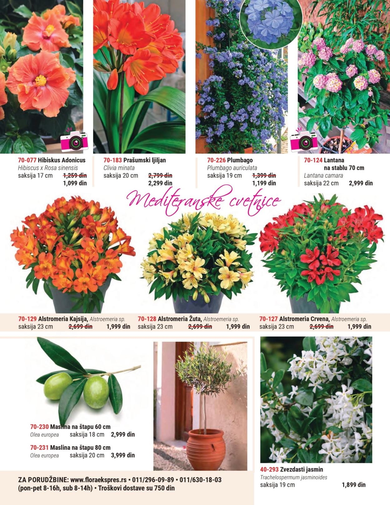 Flora Ekspres katalog. Stranica 2