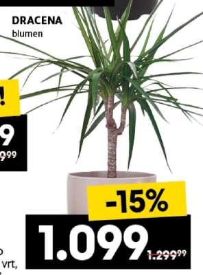 Dracena