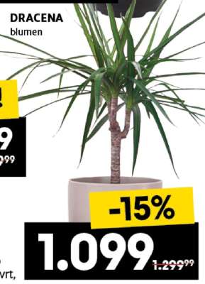 Dracena