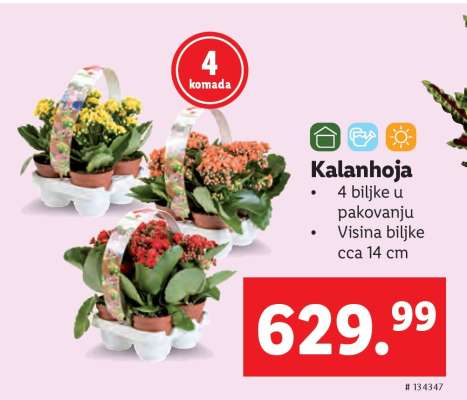 Kalanhoja