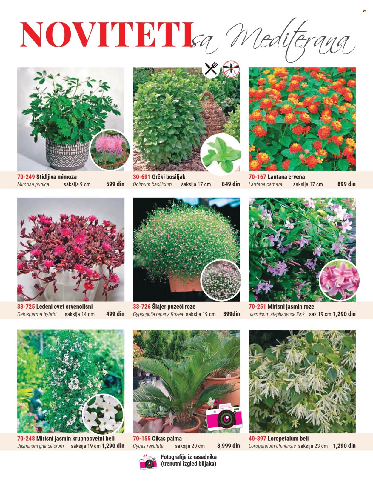 Flora Ekspres katalog. Stranica 3