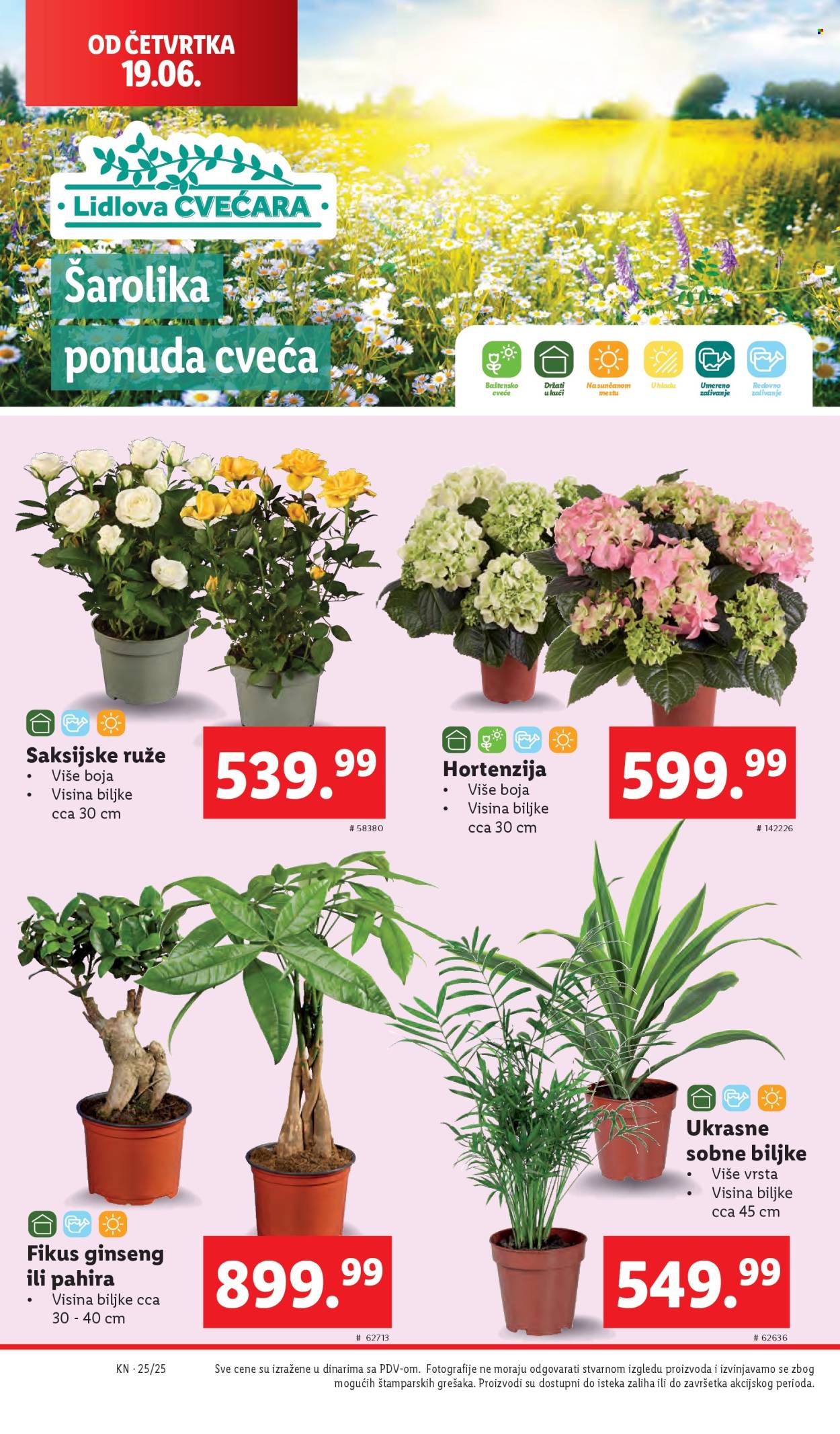 Lidl katalog - 19.06.2025 - 25.06.2025. Stranica 44