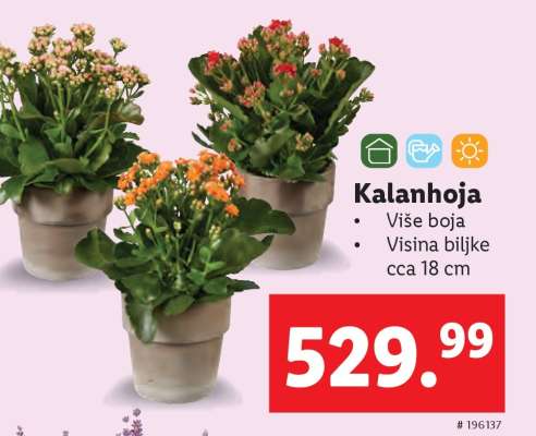Kalanhoja