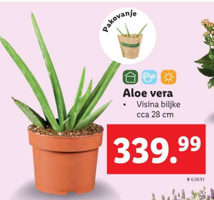 Aloe vera