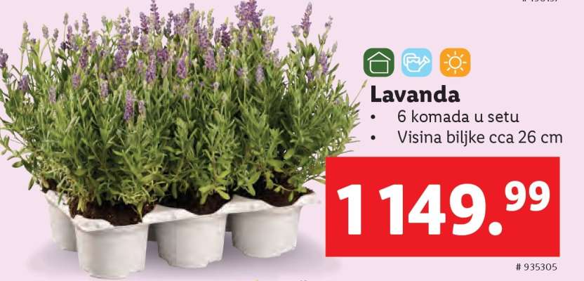 Lavanda