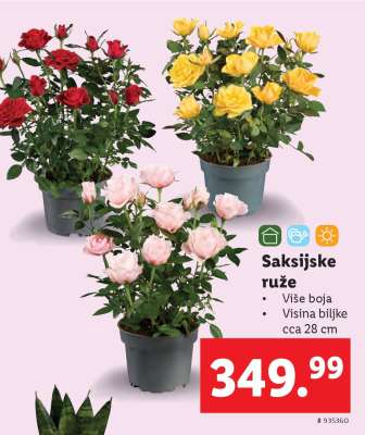 Saksijske ruže