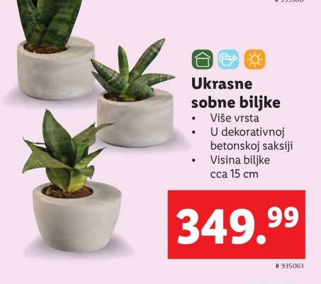 Ukrasne sobne biljke
