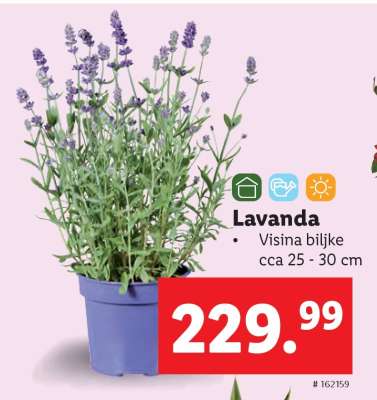 Lavanda