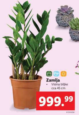 Zamija