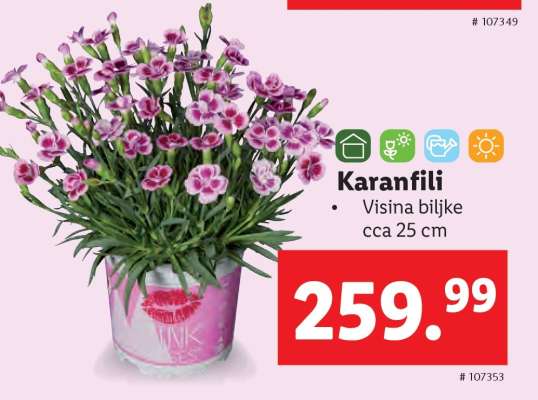 Karanfili