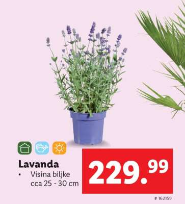 Lavanda