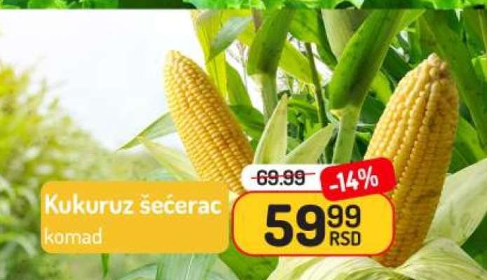 KUKURUZ ŠEĆERAC