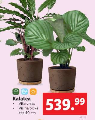 Kalatea