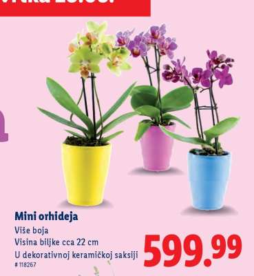 Mini orhideja