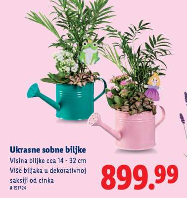 Ukrasne sobne biljke