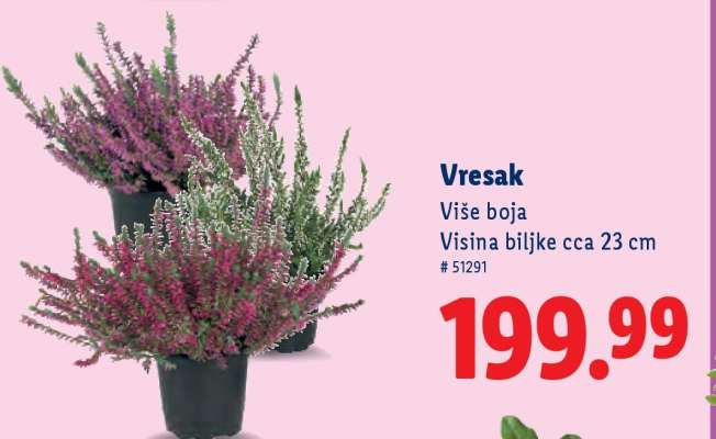 Vresak