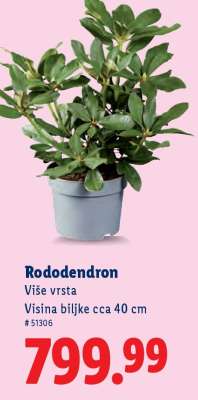 Rododendron