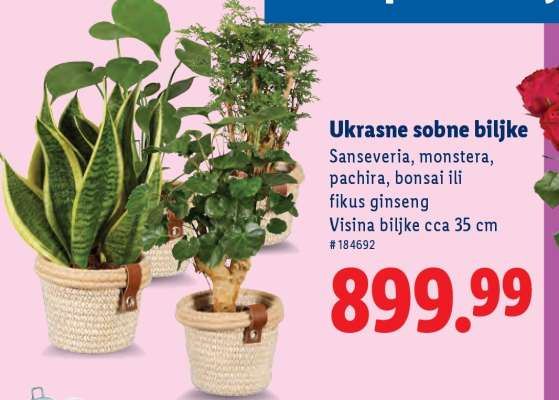 Ukrasne sobne biljke