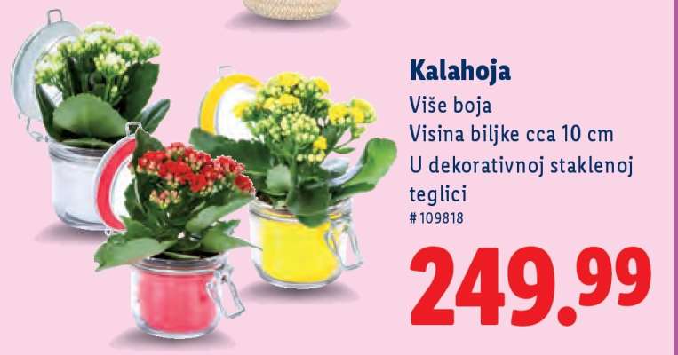 Kalahoja