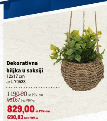 Dekorativna biljka u saksiji