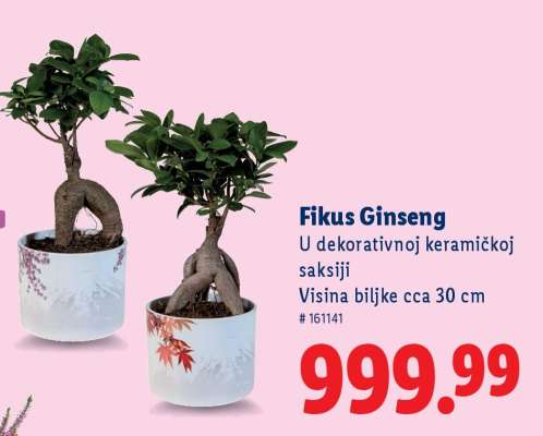 Fikus Ginseng