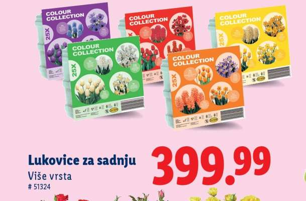 Lukovice za sadnju