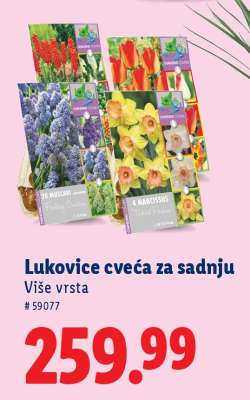Lukovice cveća za sadnju