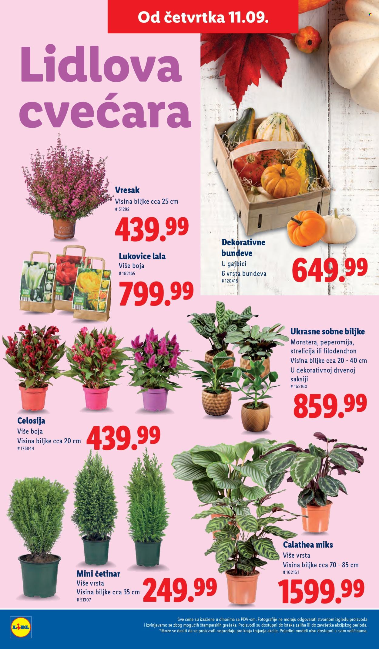 Lidl katalog - 11.09.2025 - 17.09.2025. Stranica 24