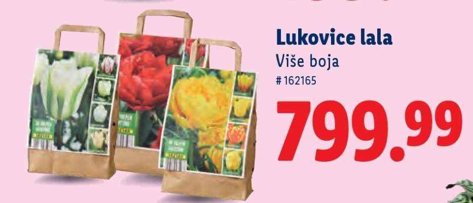 Lukovice lala