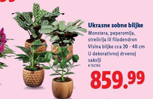 Ukrasne sobne biljke
