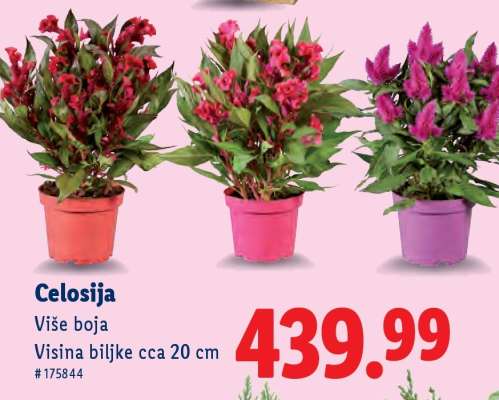 Celosija