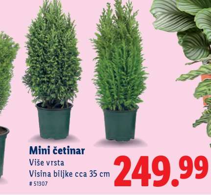 Mini četinar