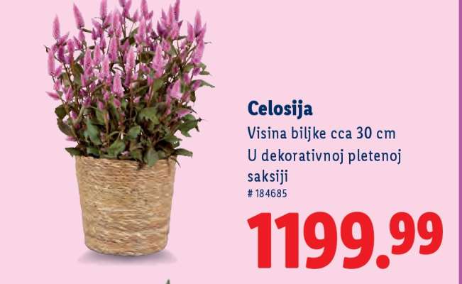 Celosija