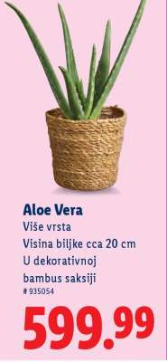 Aloe vera