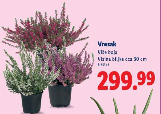 Vresak