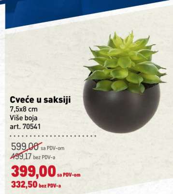 Cveće u saksiji