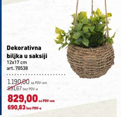 Dekorativna biljka u saksiji
