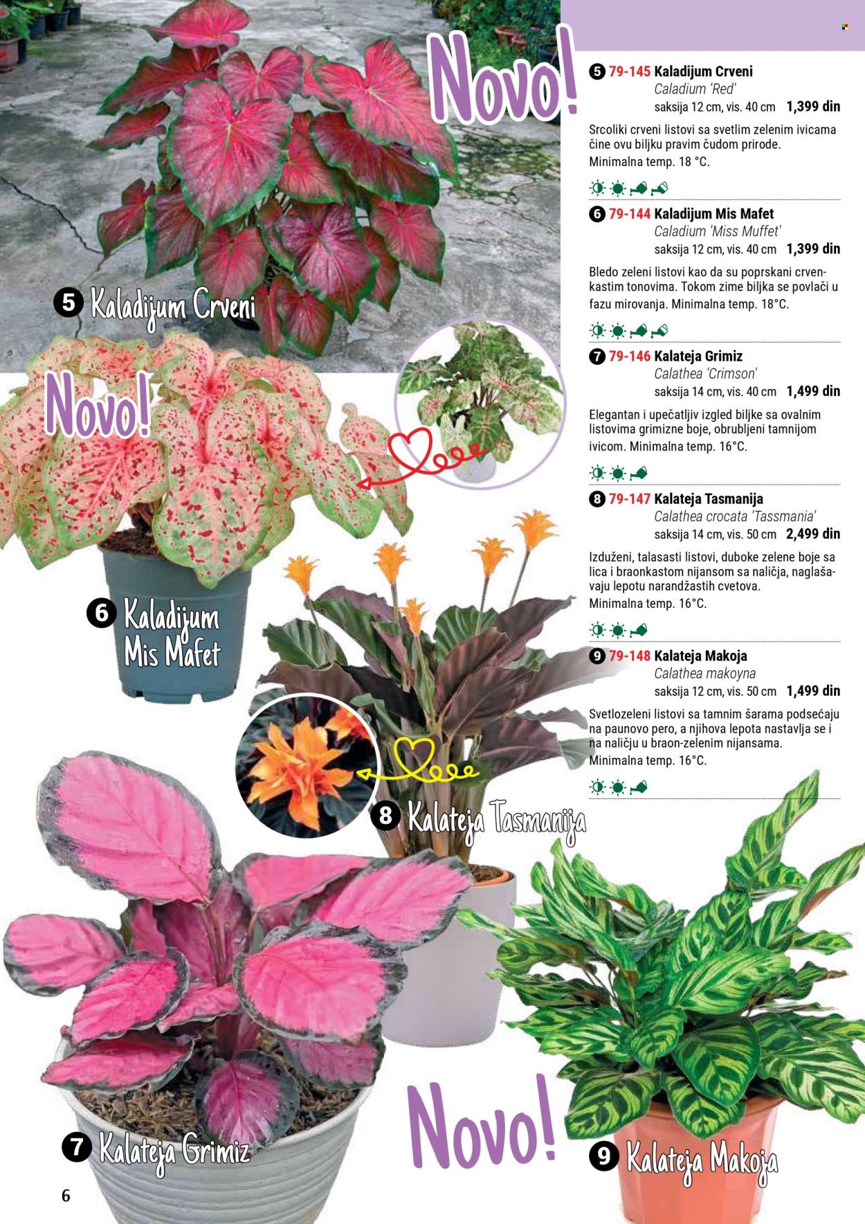 Flora Ekspres katalog. Stranica 6