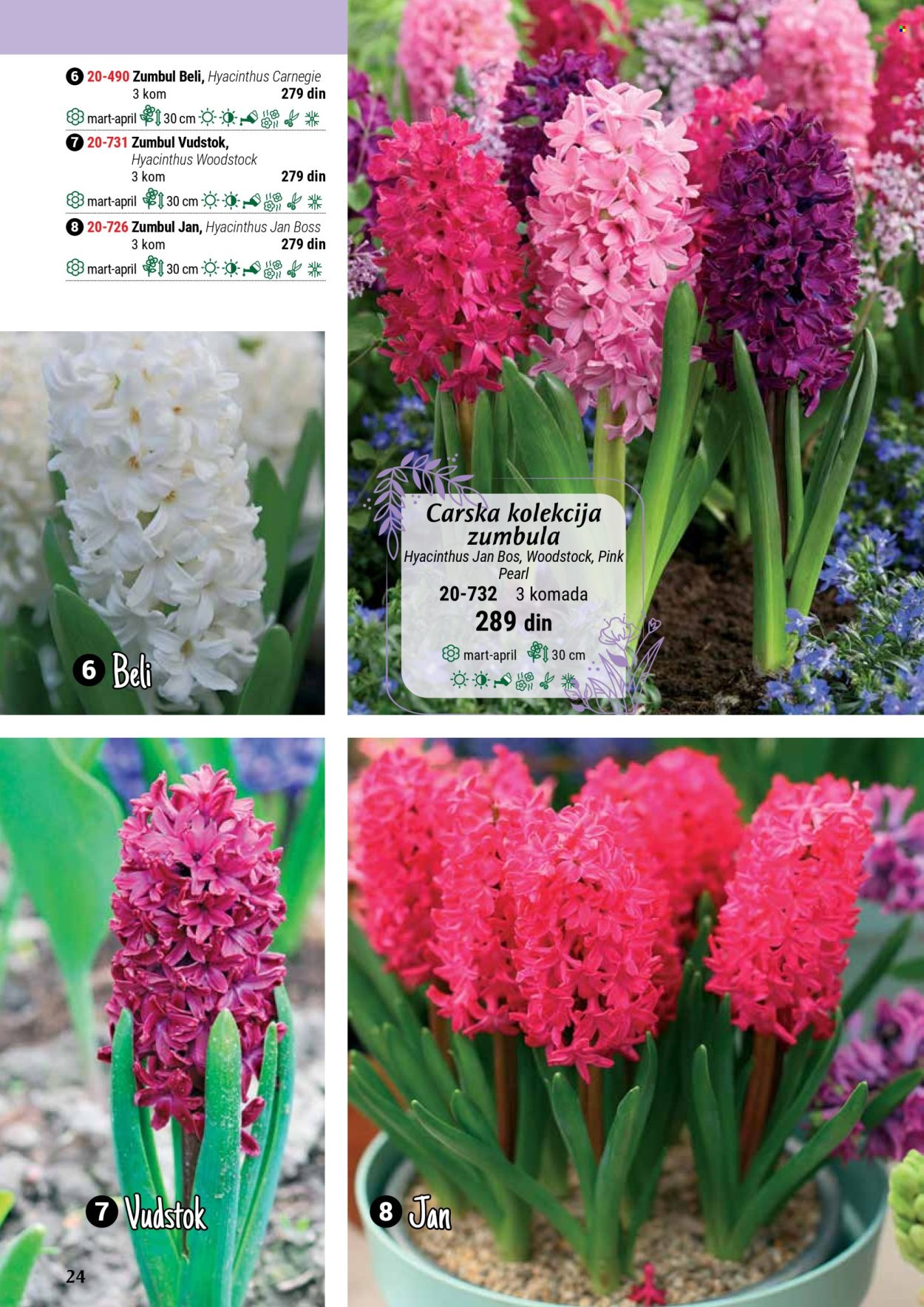 Flora Ekspres katalog. Stranica 24