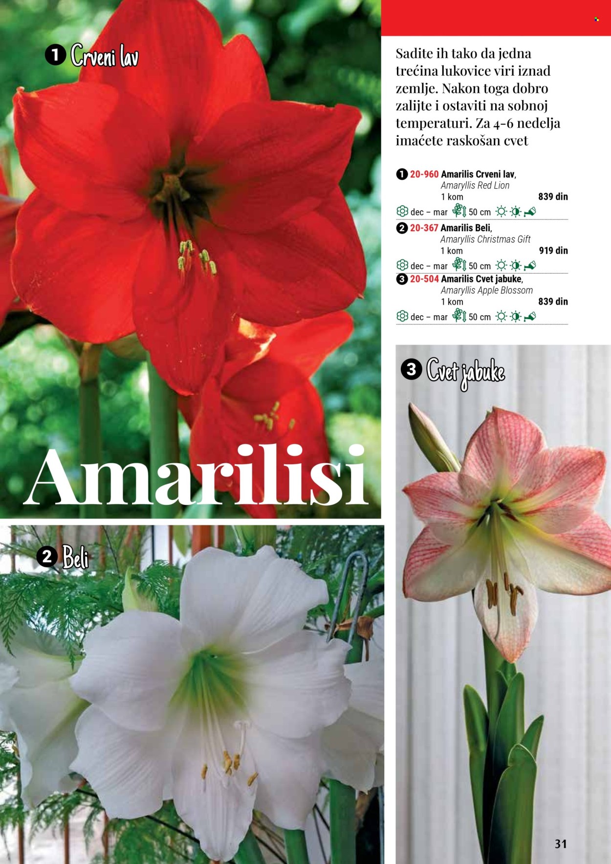 Flora Ekspres katalog. Stranica 31