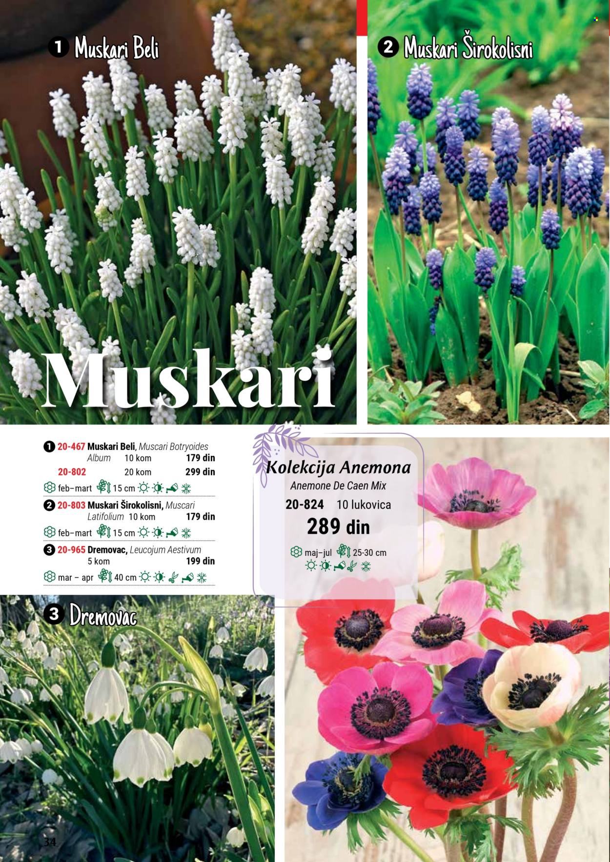 Flora Ekspres katalog. Stranica 34