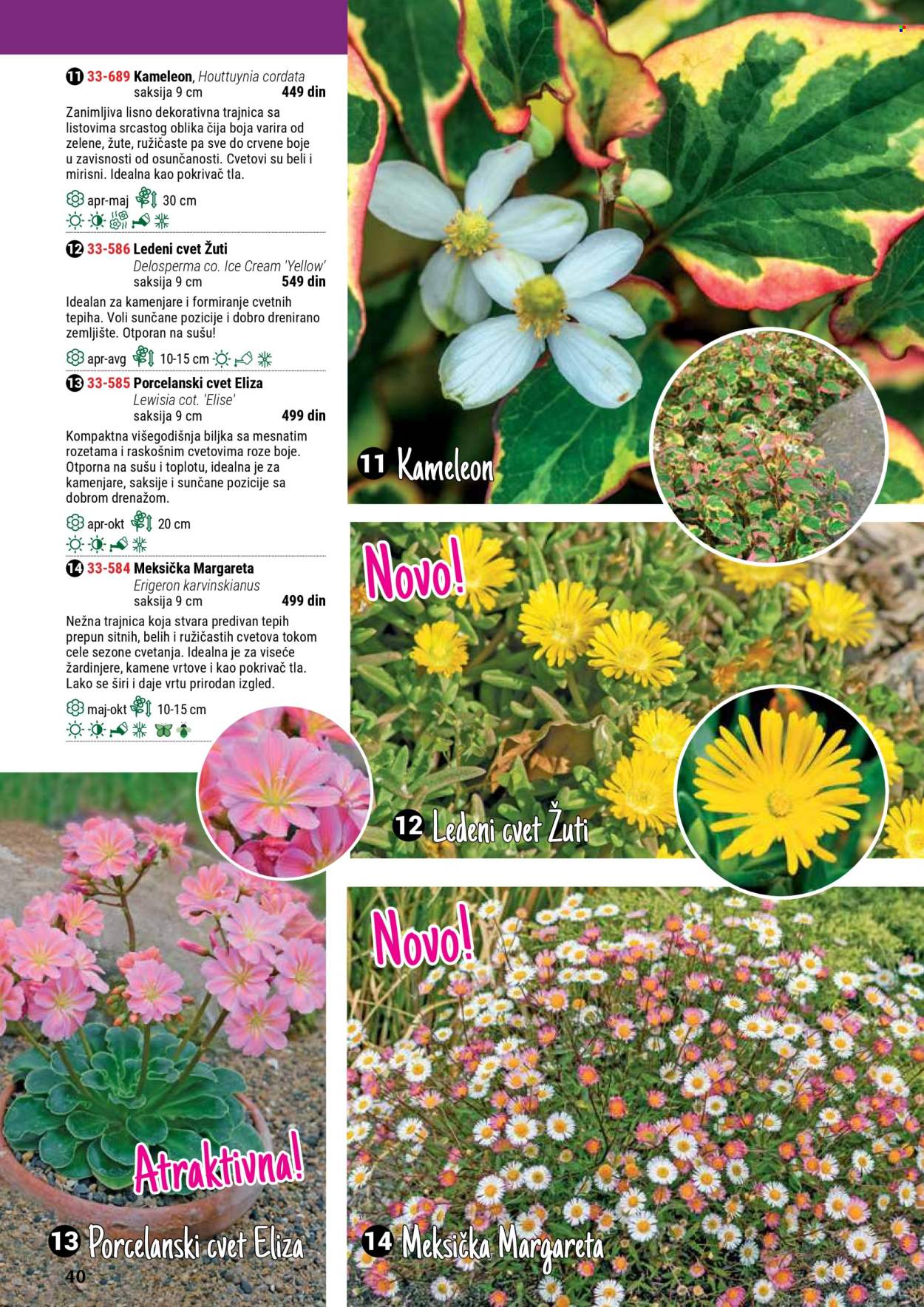 Flora Ekspres katalog. Stranica 40