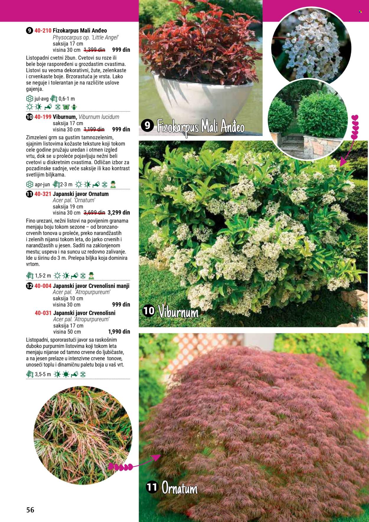 Flora Ekspres katalog. Stranica 56