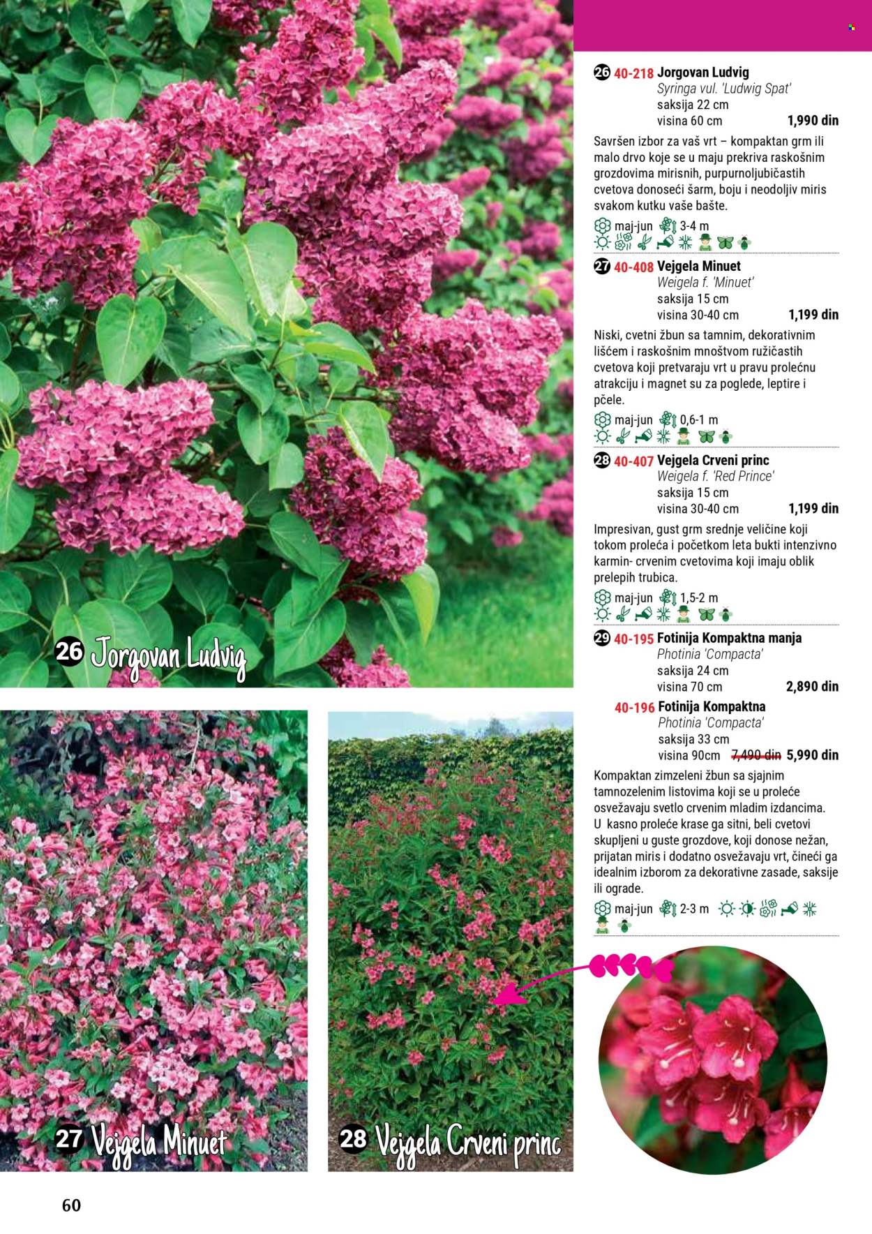 Flora Ekspres katalog. Stranica 60