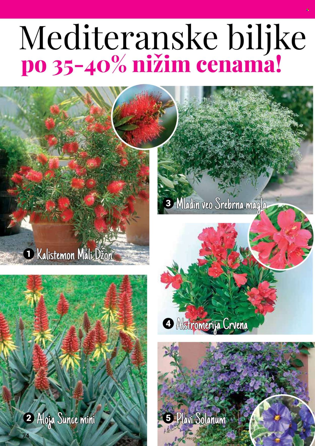 Flora Ekspres katalog. Stranica 74