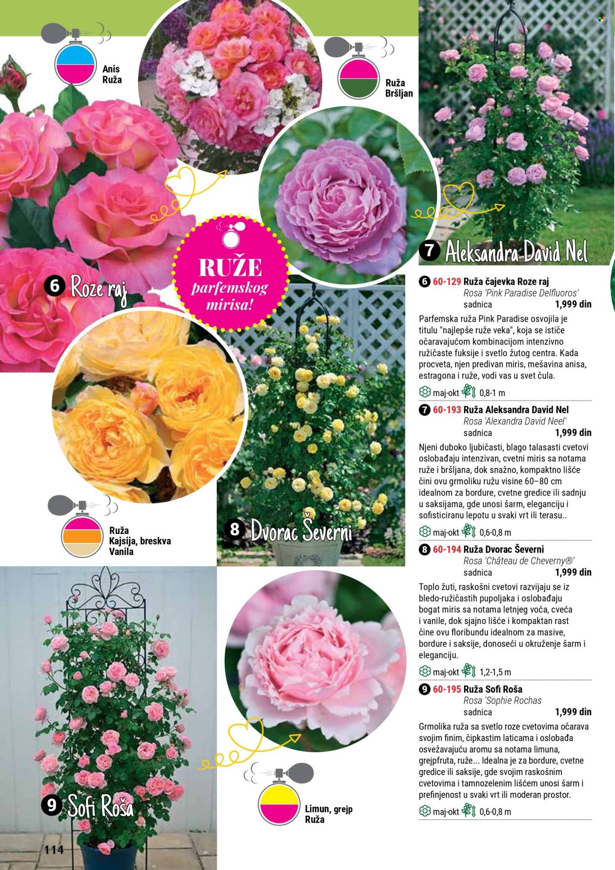 Flora Ekspres katalog. Stranica 114