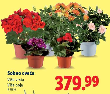 Sobno cveće